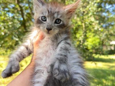 Silver Polydactyl Male - Maine Coon - Gallery Photo #1