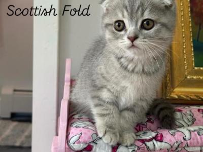 Racoons Litter C1 - Scottish Fold - Gallery Photo #1