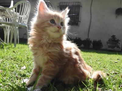 Nir - Maine Coon - Gallery Photo #1