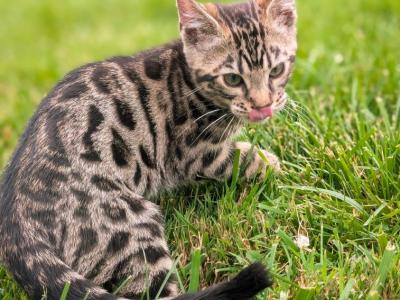 Raiden - Bengal - Gallery Photo #1