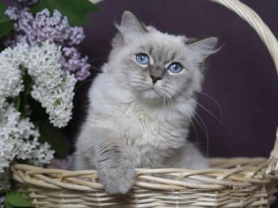 EVANGELINA IZ TVERSKOGO KNYAZHESTVA - Siberian - Gallery Photo #1