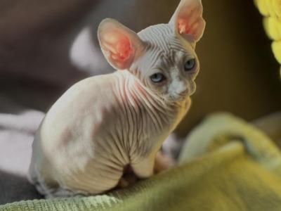 Diana - Sphynx - Gallery Photo #1