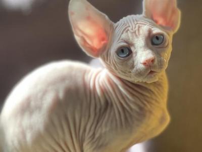 Diana - Sphynx - Gallery Photo #1