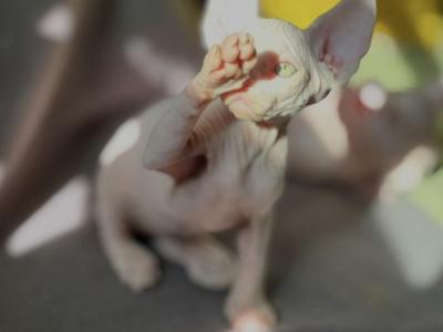 Angelina - Sphynx - Gallery Photo #1