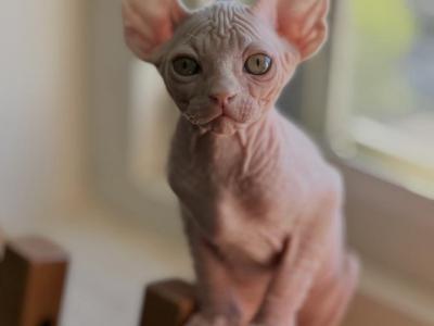 Angelina - Sphynx - Gallery Photo #1