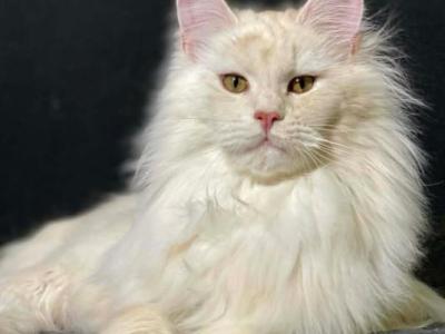 Amaretto Red Silver Shaded Male - Maine Coon - Gallery Photo #1