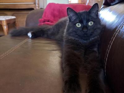 Percival - Domestic - Gallery Photo #1