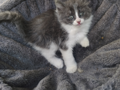 Lola - Domestic - Gallery Photo #1