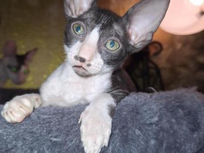 Charlie - Cornish Rex - Gallery Photo #1