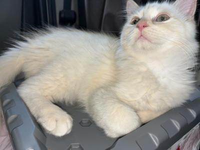 Najm STUD SERVICE Coming August - Ragdoll - Gallery Photo #1