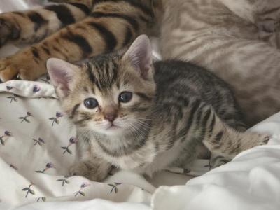 Nala's Babies - Bengal - Gallery Photo #1