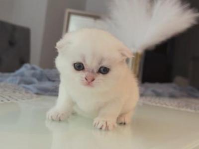 Scottish Female And Male - Scottish Fold - Gallery Photo #1
