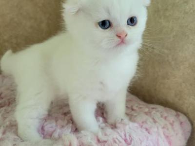 Dior - Scottish Fold - Gallery Photo #1