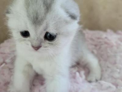Gucci - Scottish Fold - Gallery Photo #1