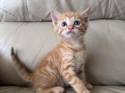 Orange Kitten - Bengal - Gallery Photo #1