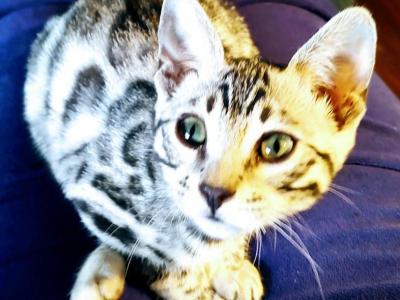 Barrettsbengals Rowan - Bengal - Gallery Photo #1