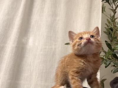 Orange Kitty - Bengal - Gallery Photo #1