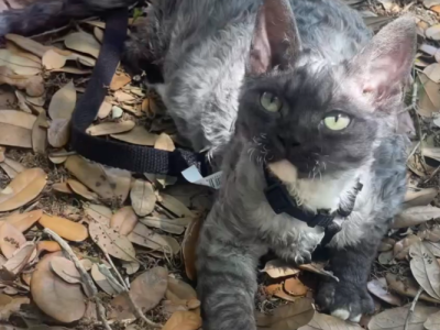Devon Rex Black Smoke W White - Devon Rex - Gallery Photo #1