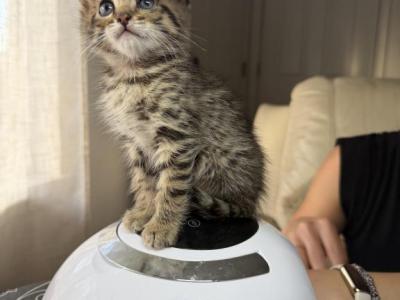 Brown Kitten - Bengal - Gallery Photo #1