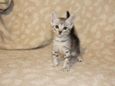 The Meowdalorians - Egyptian Mau - Gallery Photo #1