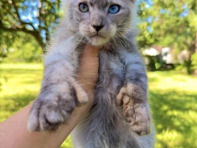 Polydactyl Main Coon  With Odd Eyes And Folded Ear - Maine Coon - Gallery Photo #1