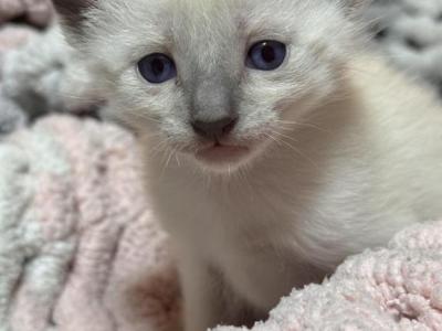 Zaras Kittens - Siamese - Gallery Photo #1