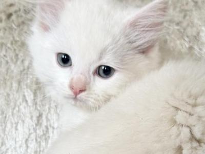 TICA Solid White Male - Ragdoll - Gallery Photo #1
