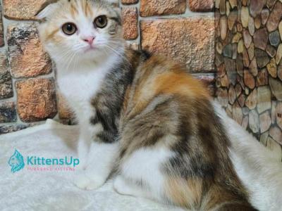 Rymba - Scottish Fold - Gallery Photo #1