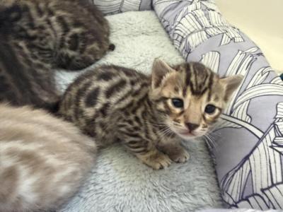 3 Boys 1 Girl Bengal Kittens - Bengal - Gallery Photo #1
