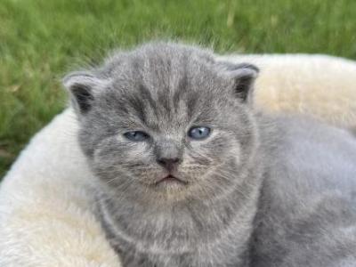 British Shorthair Kittens - British Shorthair - Gallery Photo #1
