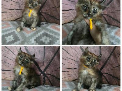 Female Tortie - Maine Coon - Gallery Photo #1