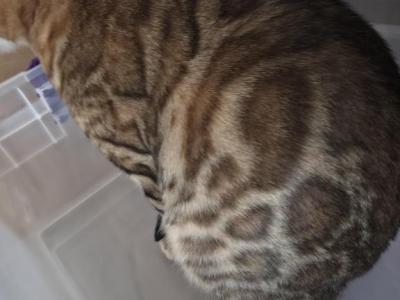 Nala Babies - Bengal - Gallery Photo #1