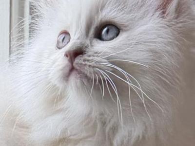 TICA Blue Mitted Ragdoll With Blaze - Ragdoll - Gallery Photo #1