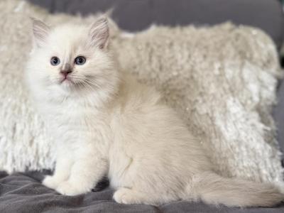 TICA Lilac Mitted Ragdoll With Blaze - Ragdoll - Gallery Photo #1