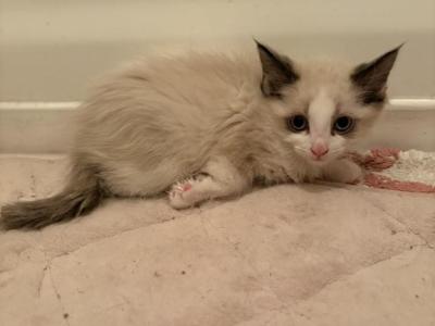 Light Tan And White - American Shorthair - Gallery Photo #1