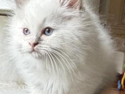 TICA Blue Mitted Male - Ragdoll - Gallery Photo #1