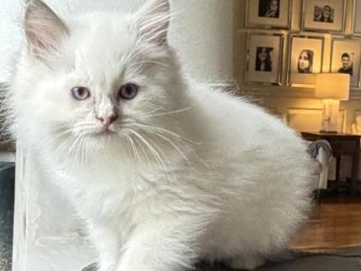 TICA Lilac Mitted Male - Ragdoll - Gallery Photo #1