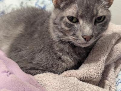 Ashy - Domestic - Gallery Photo #1