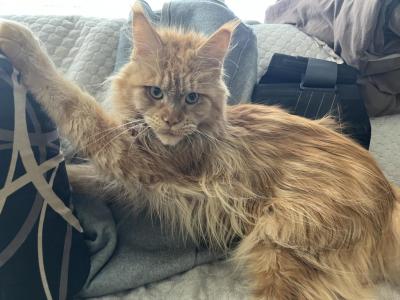 SABINE RED MAINE COON ADULT - Maine Coon - Gallery Photo #1