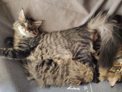 Clara Chia And Piques Kittens - Maine Coon - Gallery Photo #1