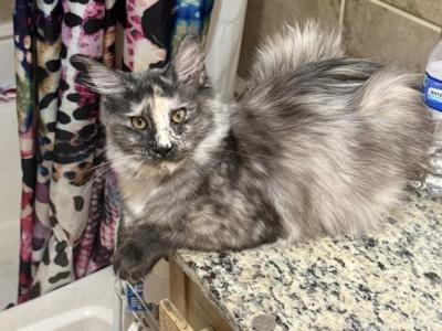 Maine Coon And Manx Kittens - Manx - Gallery Photo #1
