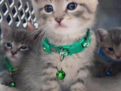 5 Beautiful Kittens - American Shorthair - Gallery Photo #1