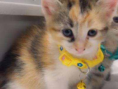 Beautiful Kittens Siamese Mix - Siamese - Gallery Photo #1