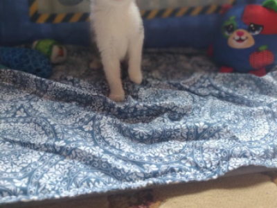 Jumba - Domestic - Gallery Photo #1