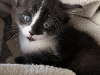 Oreo Cookie - Domestic - Gallery Photo #1