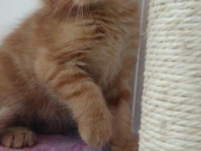 Kayla - Domestic - Gallery Photo #1