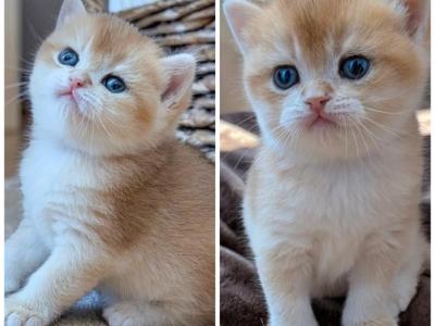 Milo And Oliver - British Shorthair - Gallery Photo #1