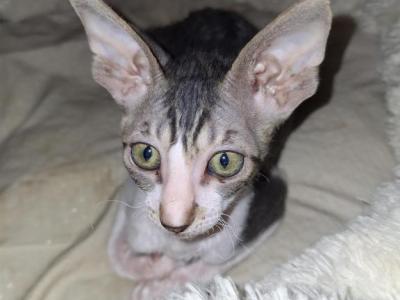 Wichita - Cornish Rex - Gallery Photo #1