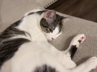Pam - American Shorthair - Gallery Photo #1