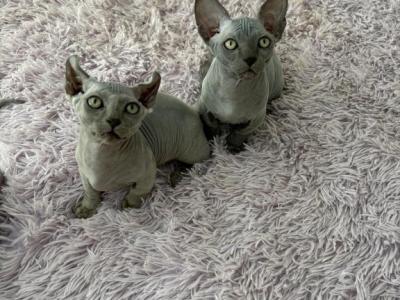 Bambino And Elf Kitten - Bambino - Gallery Photo #1